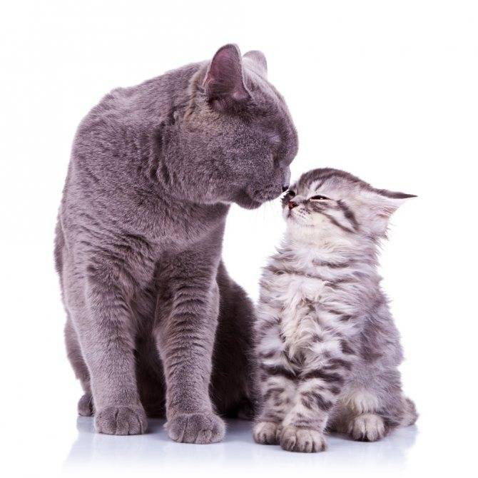 Почему кошки становятся агрессивными? причины и что с этим делать? - коточек