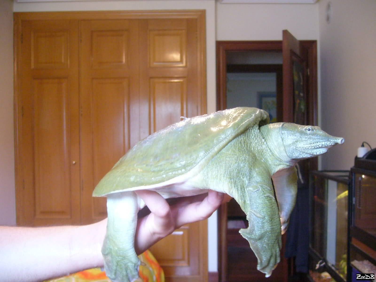 Черепаха китайский трионикс, содержание, питание, разведение