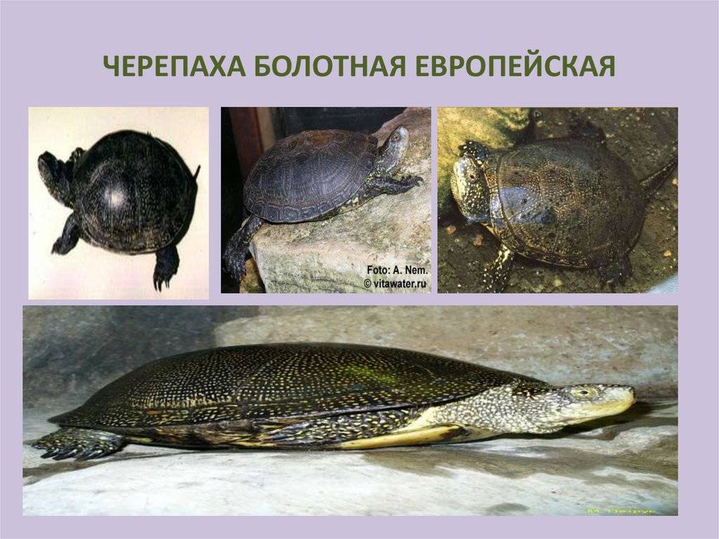 Как определить пол черепахи и как они спариваются и размножаются