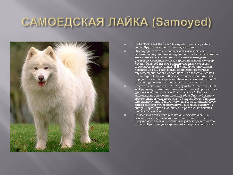 Самоедская собака: происхождение породы, здоровье, типичные болезни, характер | блог ветклиники "беланта"