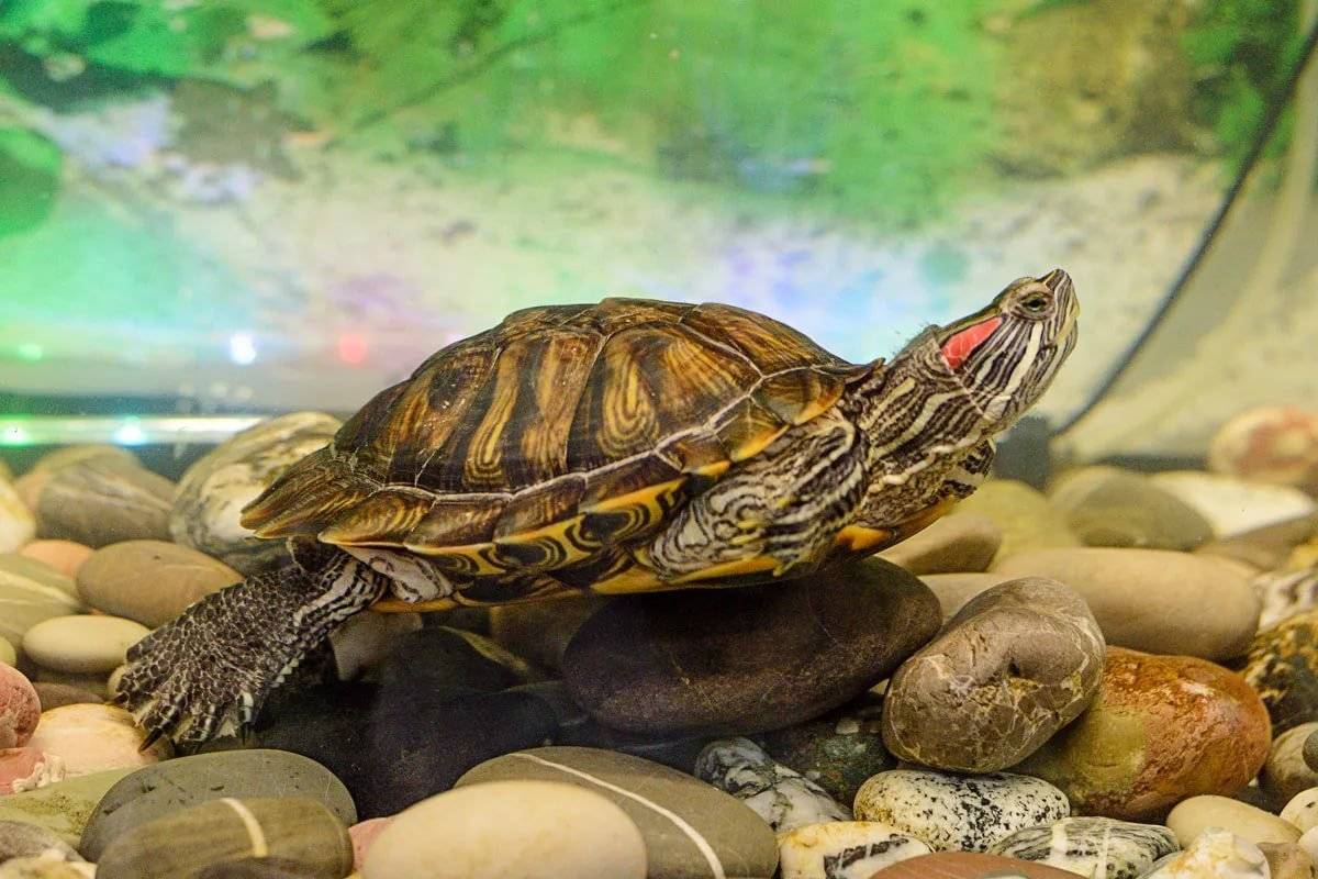 Сколько обычно живут красноухие черепахи в хороших домашних условиях. как продлить жизнь питомцу?