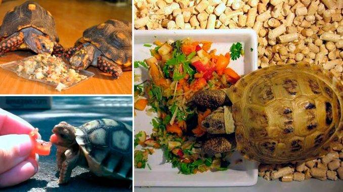 Как кормить красноухую черепаху в домашних условиях?
