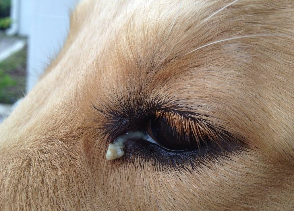 У собаки слезятся глаза, что делать?