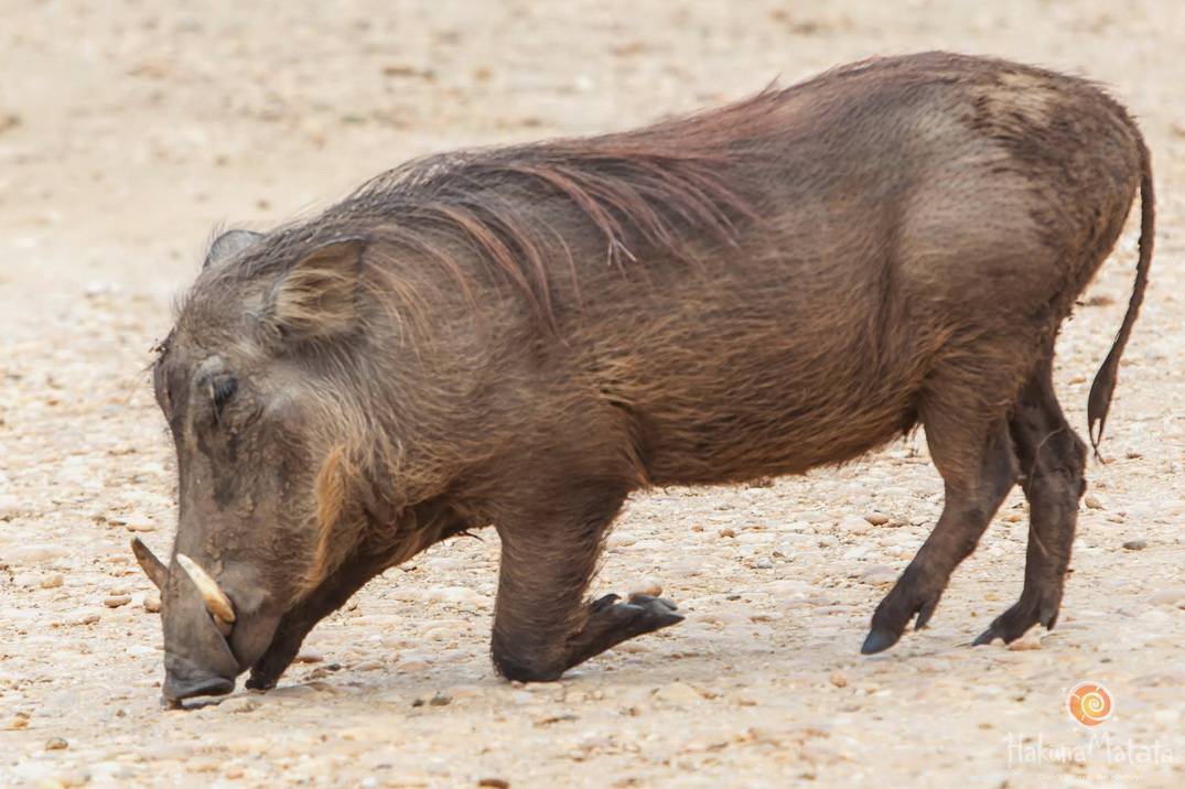Бородатая свинья с острова борнео (фото и видео)