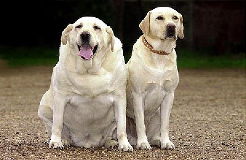 Породы собак, которые склонны к ожирению - gafki.ru