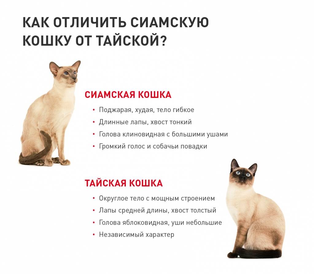 В чем состоят отличия сиамской кошки от тайской, как отличить котенка одной породы от другой?
