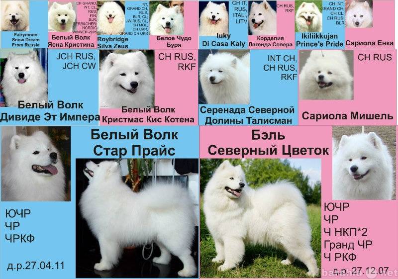 Белые породы собак ? топ-23 белоснежных собак: пушистые, маленькие с фото и видео | petguru