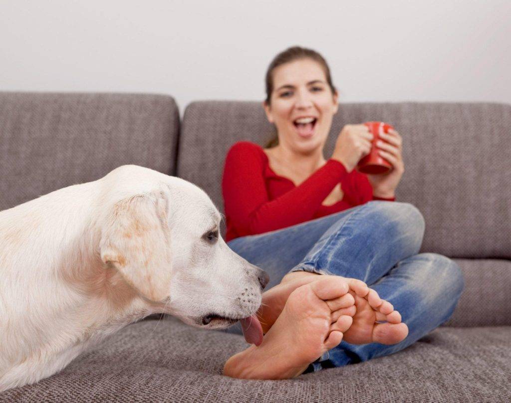 Собака лижет ноги и лицо хозяина — причины и способы коррекции поведения