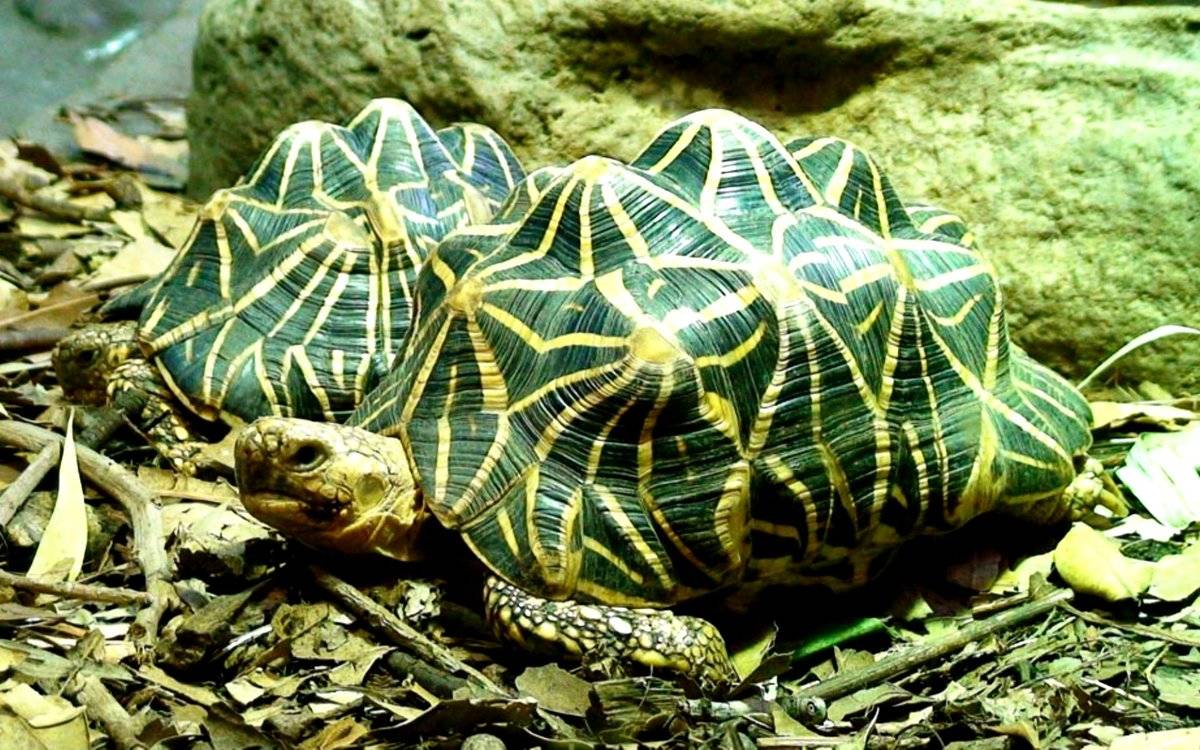 Трионикс китайский – черепаха с мягким панцирем