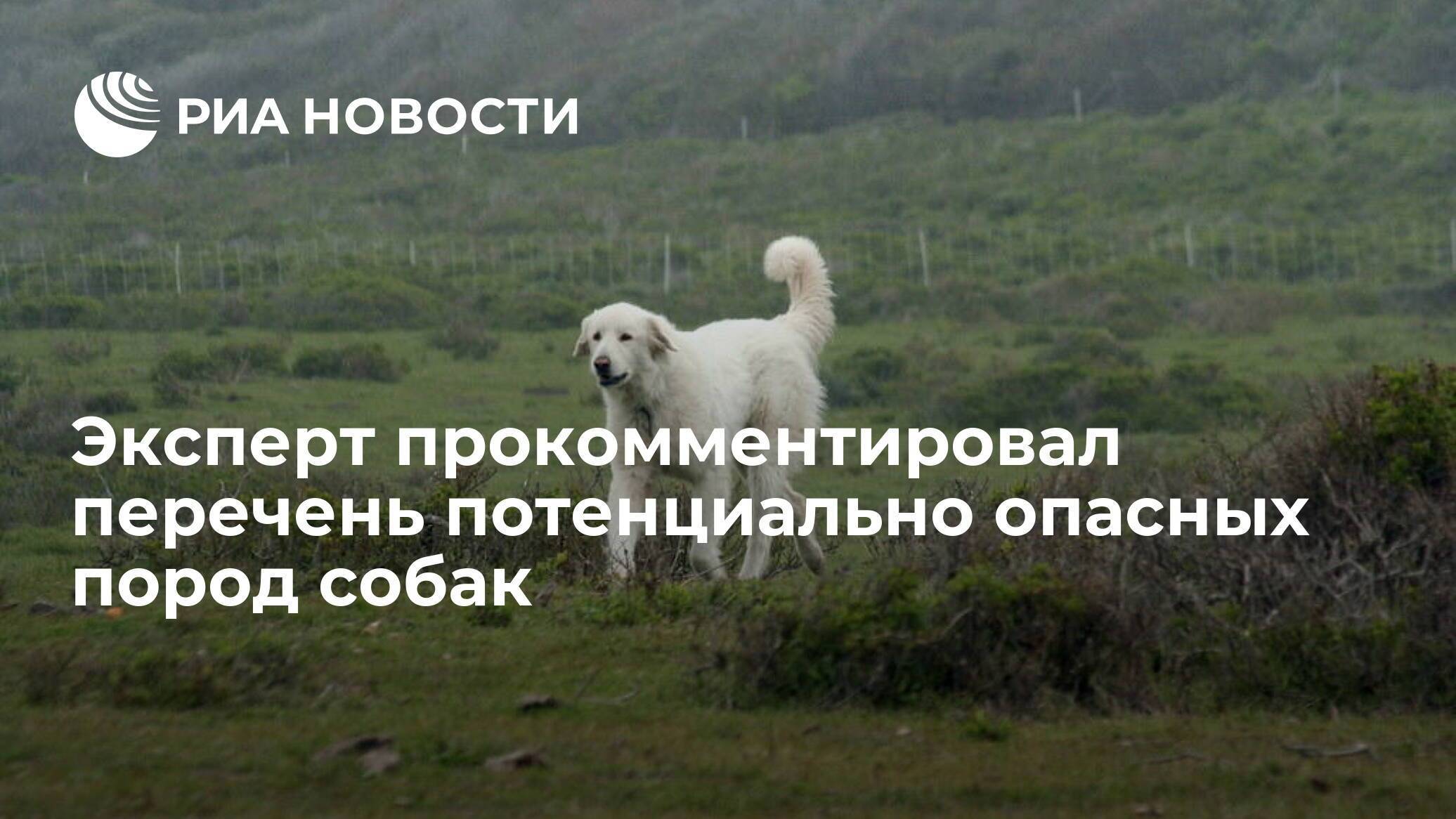 Топ-10 самых сильных собак в мире по версии сайта vashipitomcy.ru