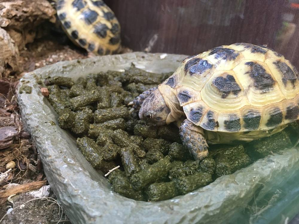 ᐉ как размножаются сухопутные черепахи в домашних условиях? - zoomanji.ru