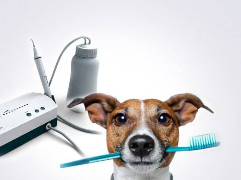 Чистка зубов собаке ультразвуком без наркоза | страж чистоты