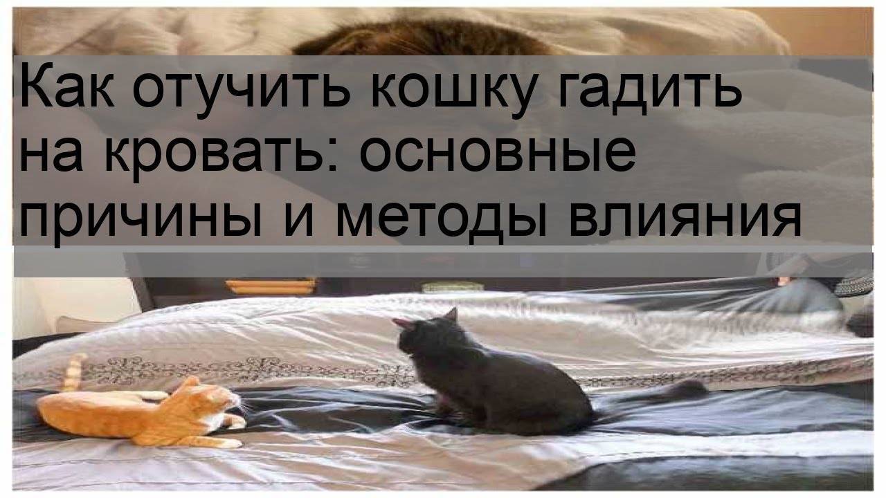 Почему кошка гадит (писает) на кровать. 7 причин!