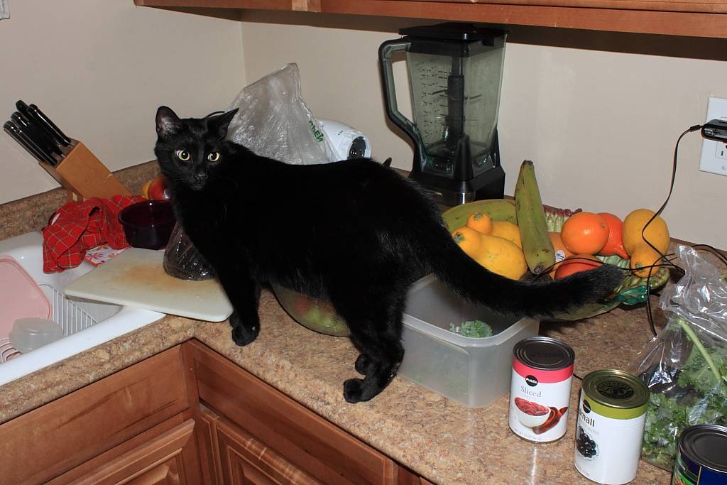 Как отучить кошку лазить по столам — действенные способы, рекомендации специалистов