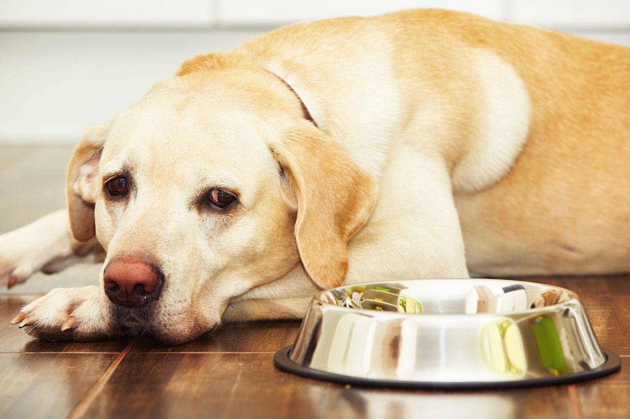 Собака не ест только пьет воду и рвет: причины отсутствия аппетита, что делать при рвоте