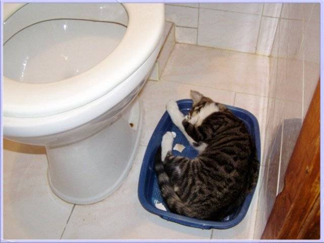 Кот часто ходит в туалет по маленькому по чуть-чуть: причины, диагностика, лечение учащенного мочеиспускания