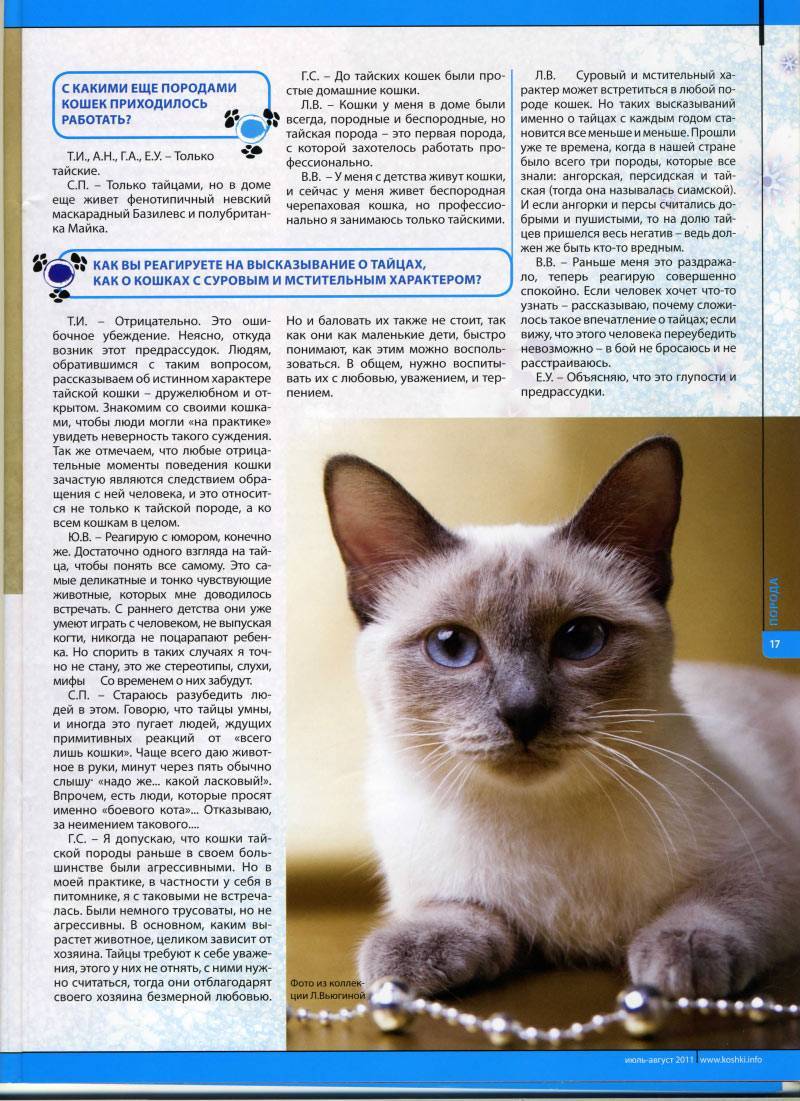 Все о тайской кошке: стандарт породы с фото, описание характера, особенности питания и ухода