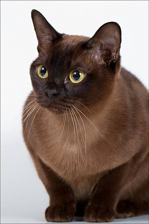 Йоркская шоколадная кошка: описание породы, характер, уход и содержание