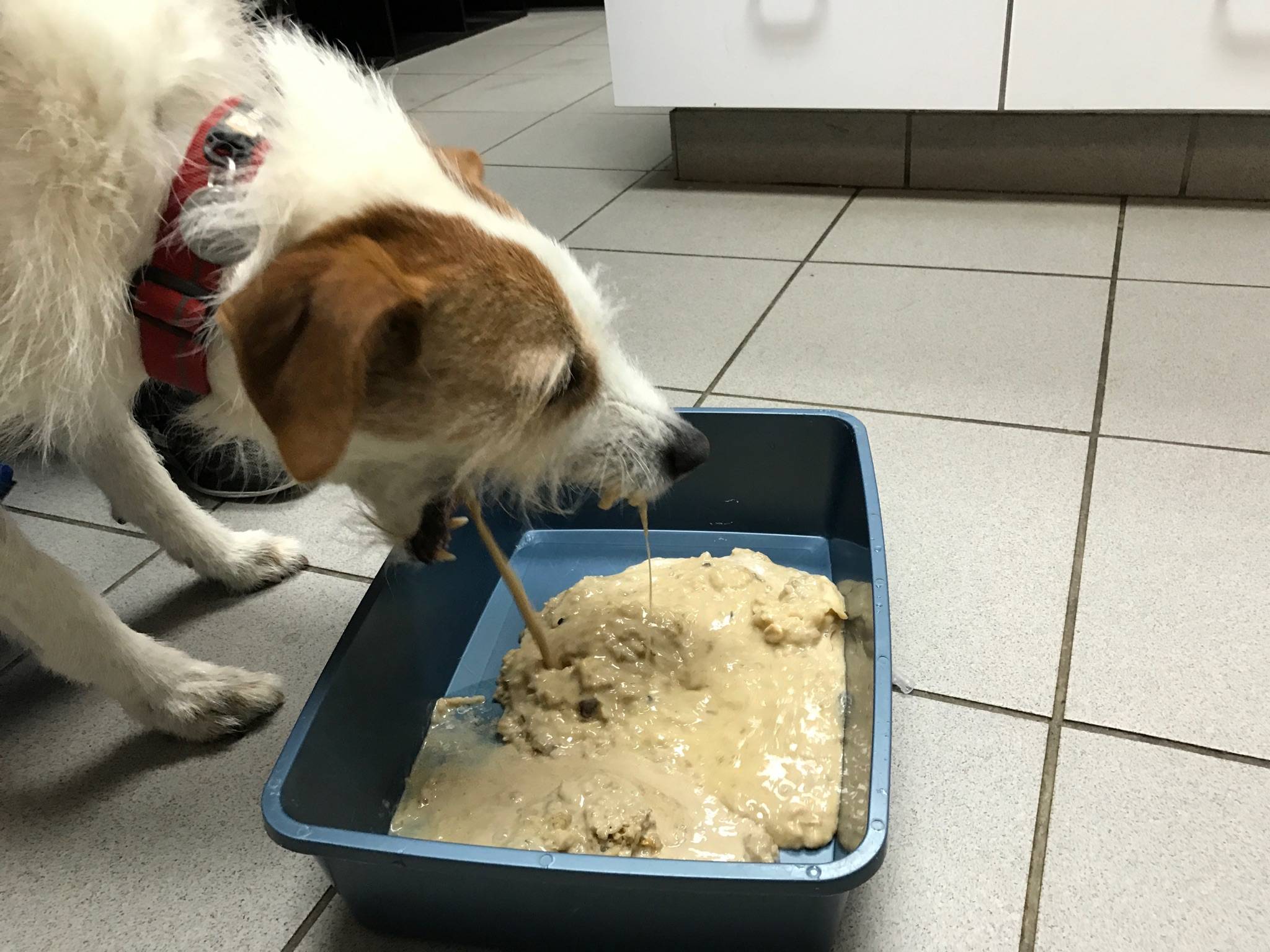 Собака ест кал: 8 способов отучить щенка есть экскременты
