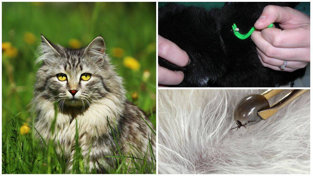 Кошку укусил клещ - чем это опасно и как защитить! | caticat.ru