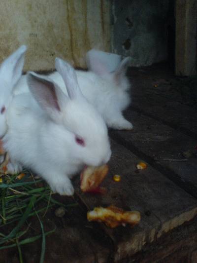 20 причин, от чего могут умереть кролики