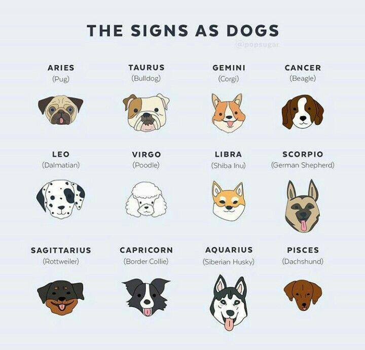 Хаски или алабай: какая ты собака по знаку зодиака? - копилка оригинальных идей