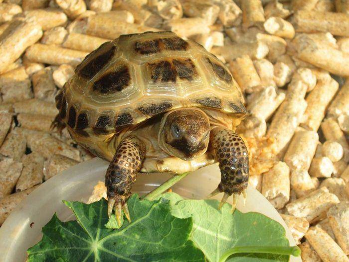 Сколько лет живут морские черепахи домашние