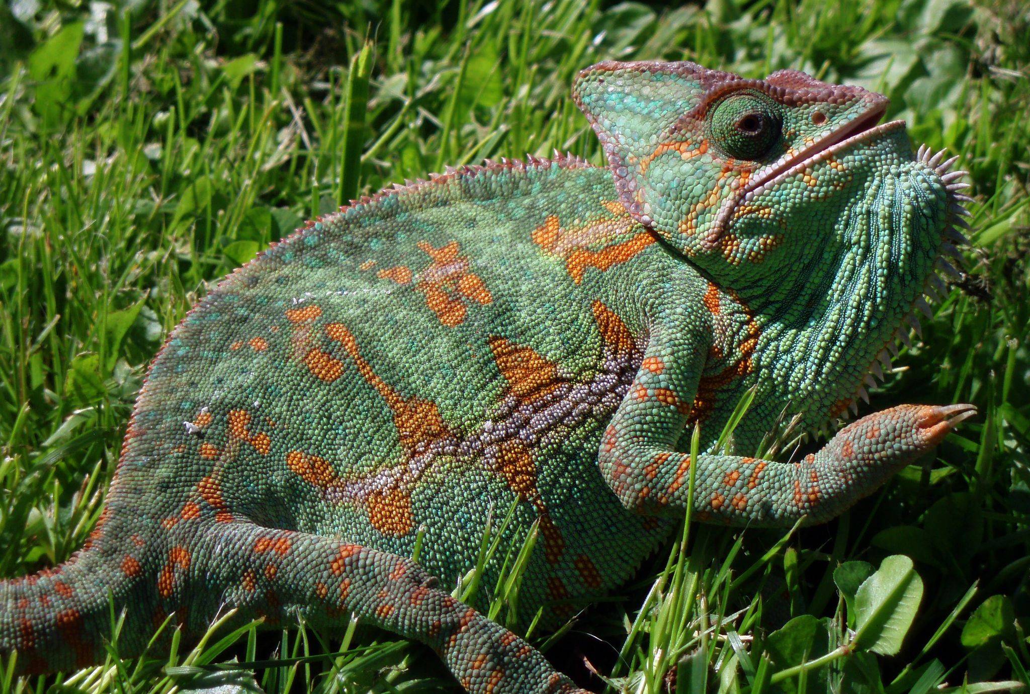 Почему хамелеон меняет цвет: описание и интересные факты :: syl.ru