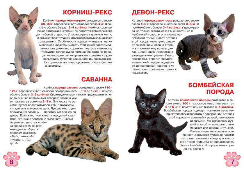 Корниш-рекс: история происхождения кошки, описание породы, внешности, характер и содержание животного, фото