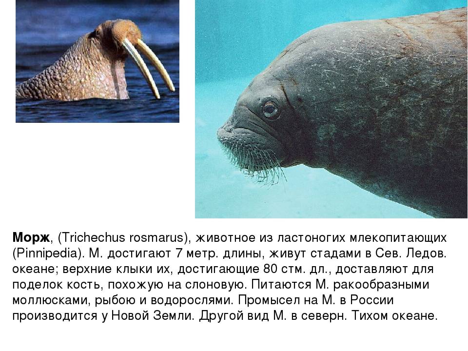 Морж: описание, образ жизни морского животного