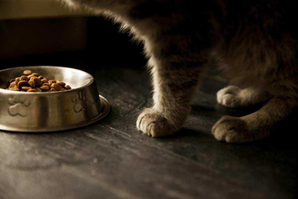 Почему кошка закапывает еду или миску и что это значит