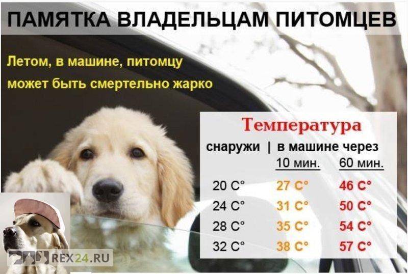 Температура у собаки