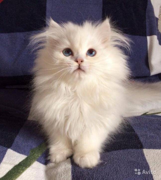 Белая кошка с голубыми глазами — обзор пород