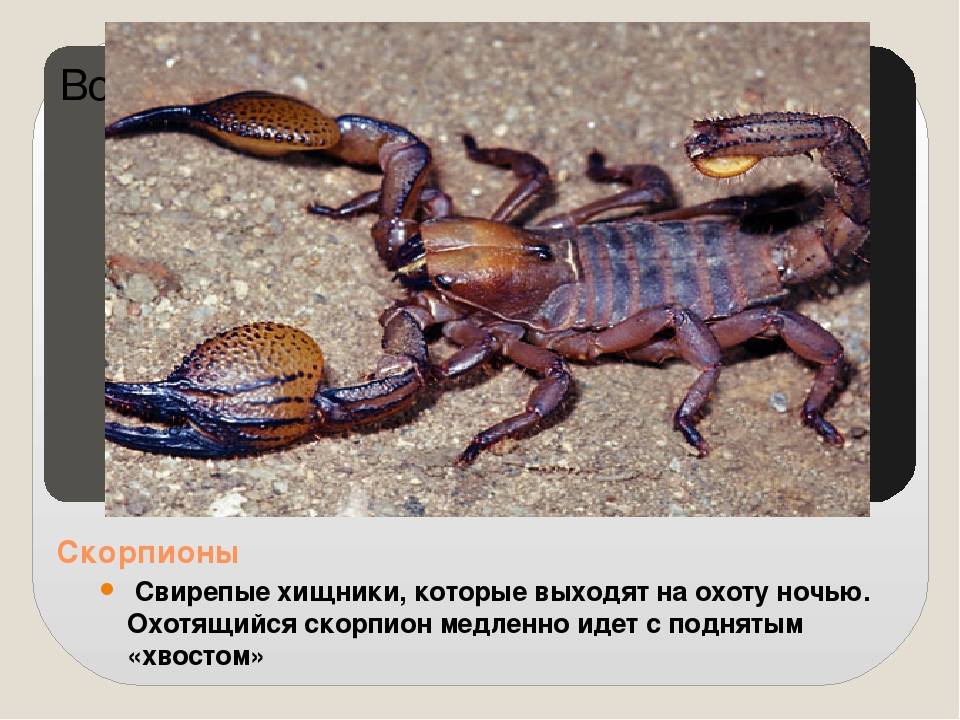 Сообщение о скорпионах - описание животного, строение, характеристика
