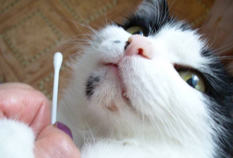 Корки на носу у кошек: причины и лечение в домашних условиях