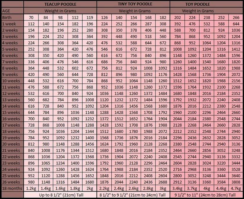 Вес и рост чихуахуа таблица по месяцам