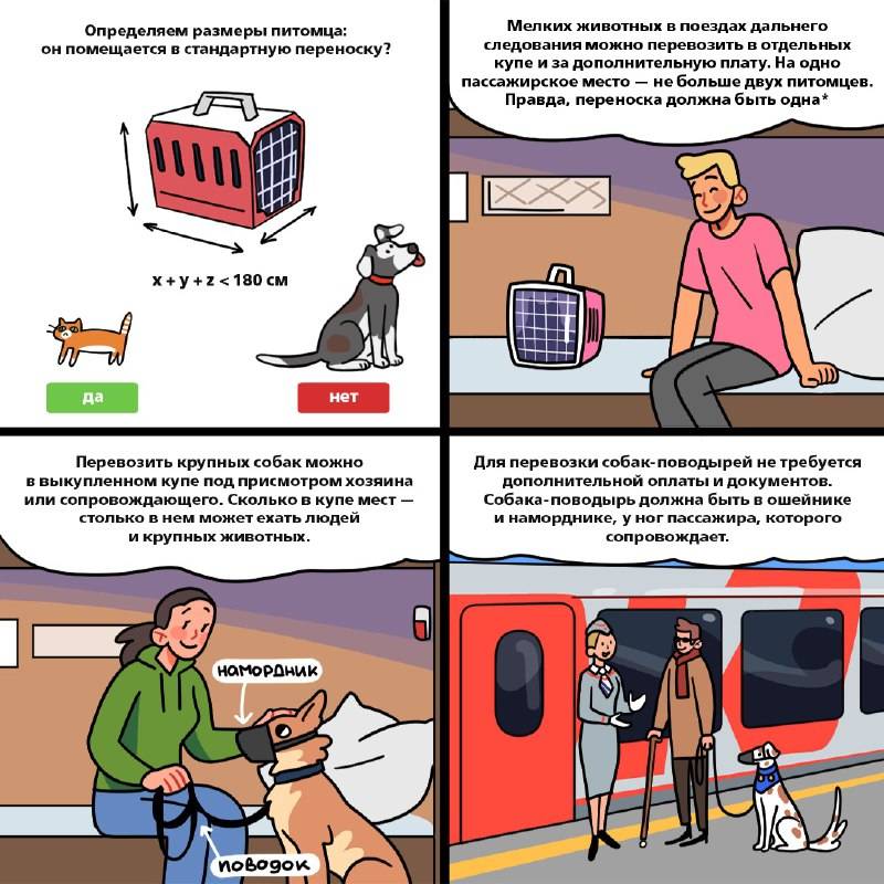 Правила по перевозке собаки в поездах дальнего следования и электричках
