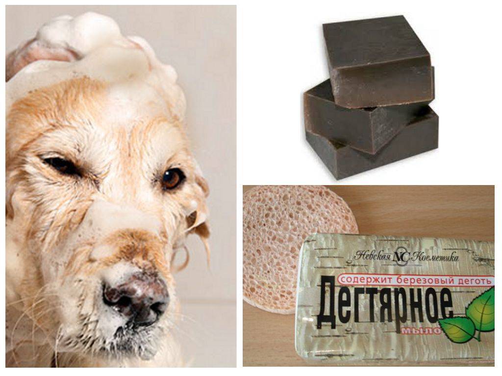 Можно ли мыть собаку хозяйственным мылом без вреда для ее здоровья или лучше специализированный шампунь