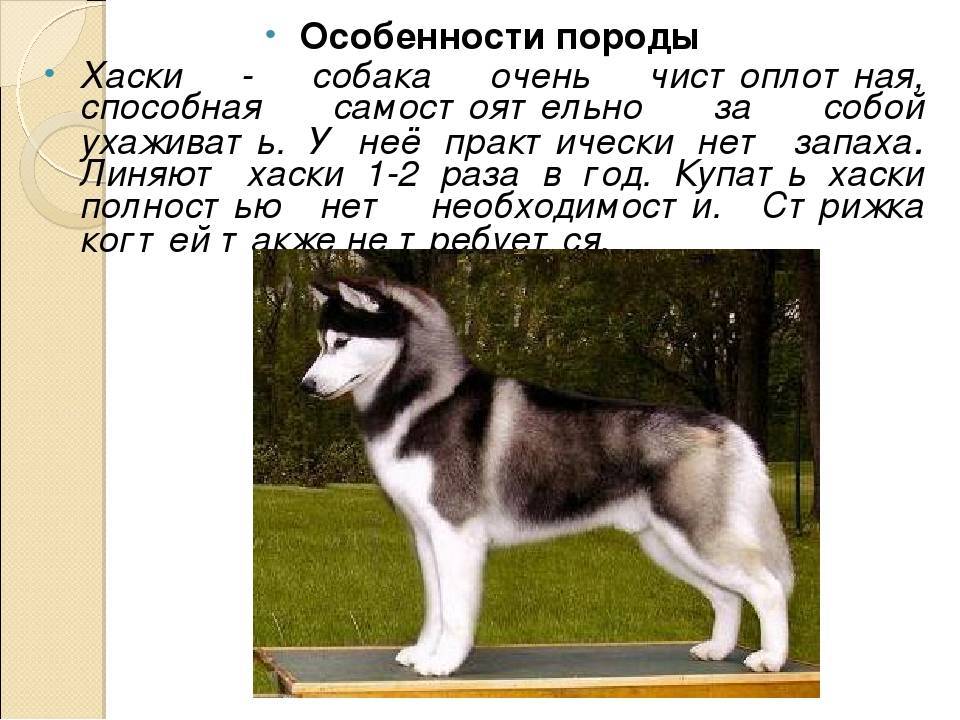 Сибирский хаски: фото, описание, характер породы
сибирский хаски: фото, описание, характер породы
