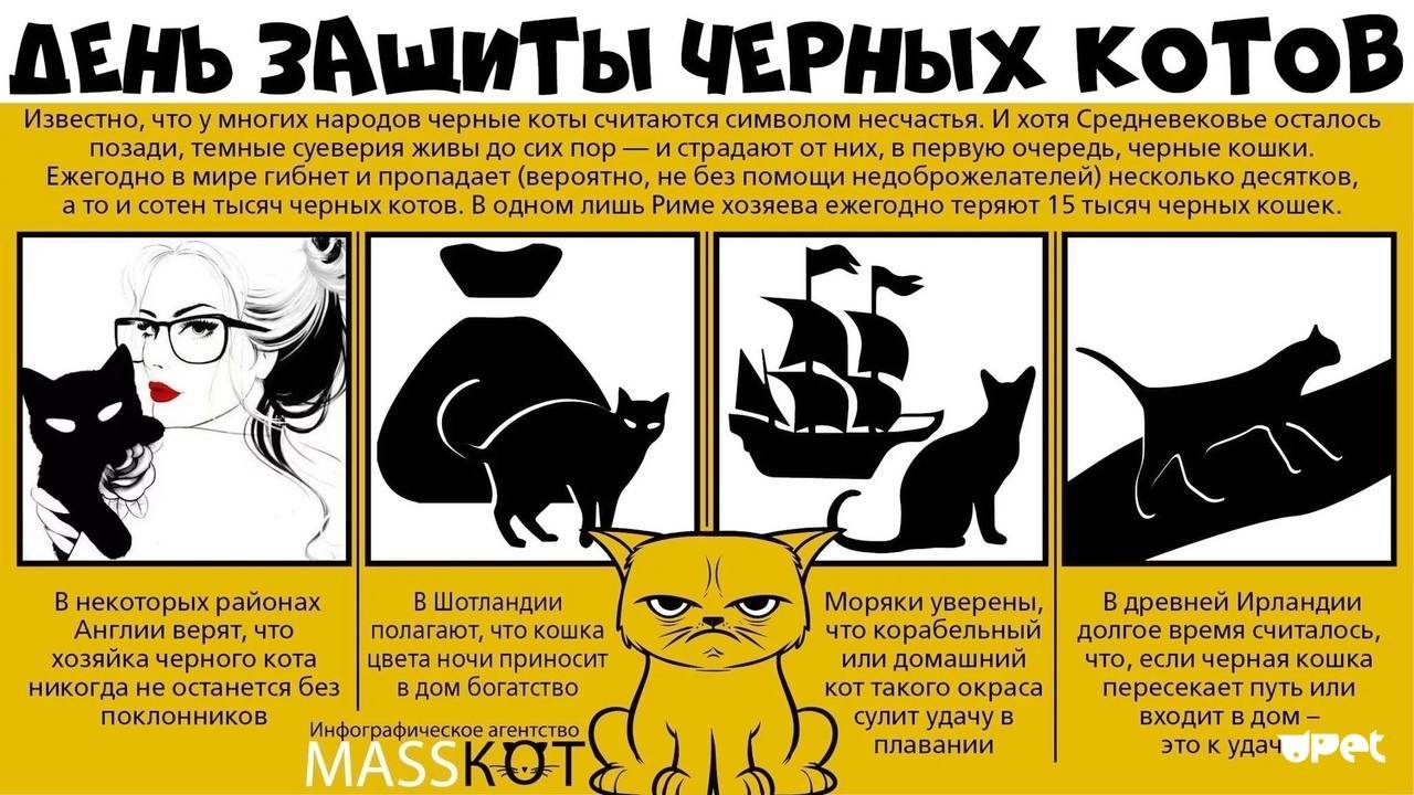 День кошек: когда и как отмечается кошачий праздник в мире, россии и других странах?