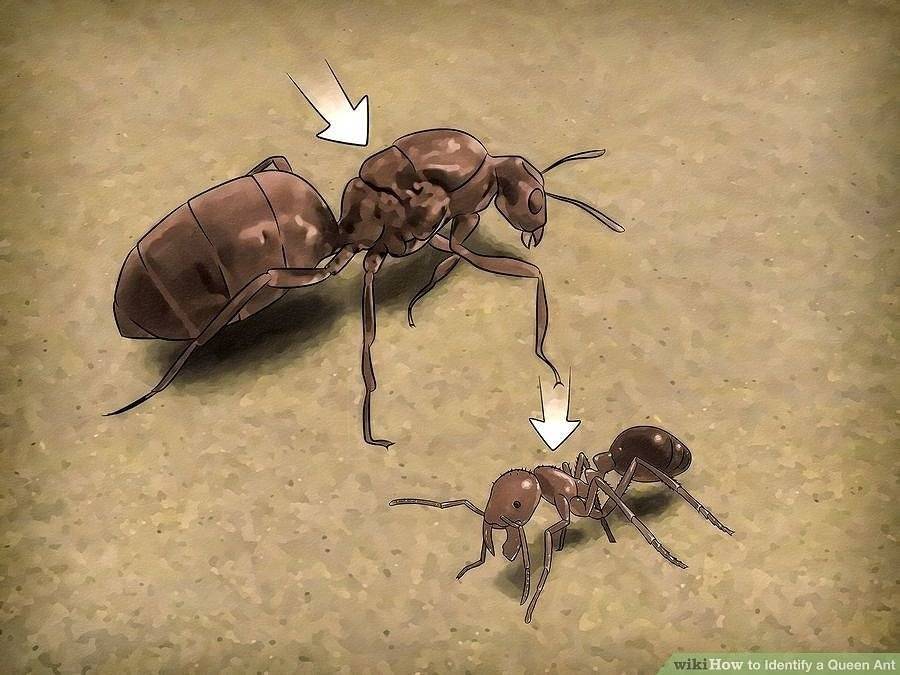 Как размножаются муравьи? процессы и пути создания нового потомства