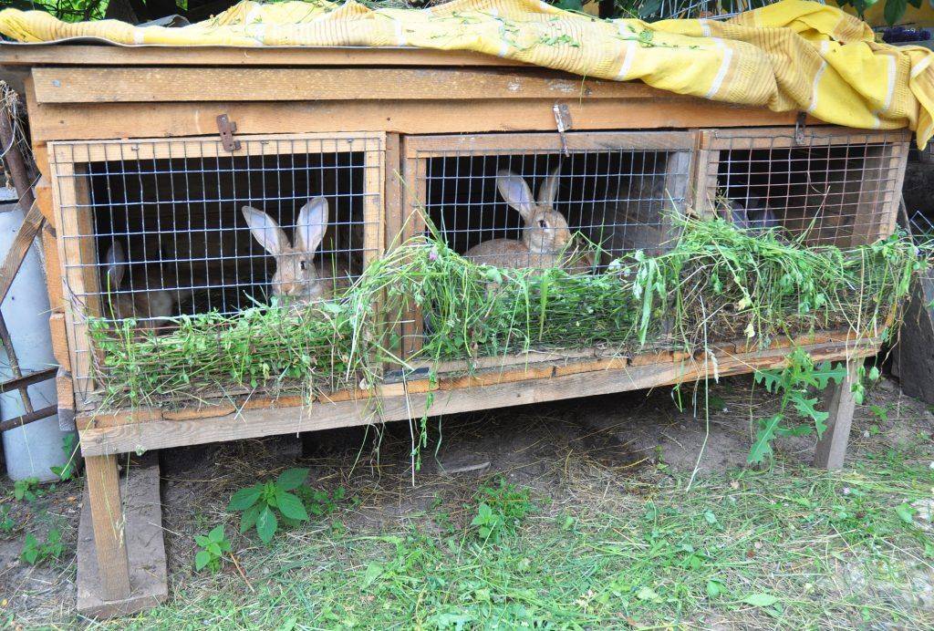 Разведение кроликов в домашних условиях для себя и на продажу