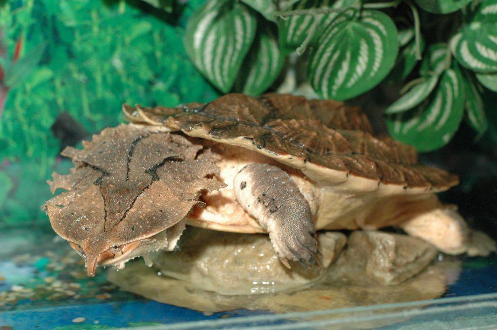 Черепаха матамата (мата-мата)