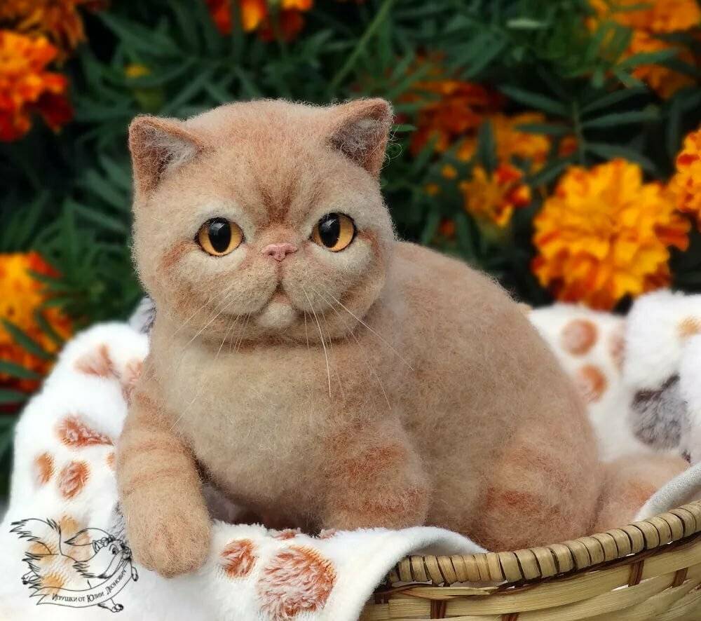 Экзотическая кошка: милый котик с приплюснутой мордочкой