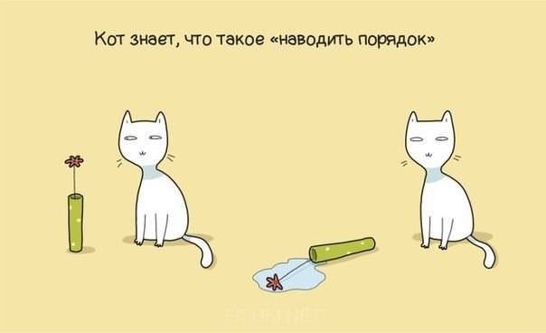10 научно обоснованных причин завести кота - gafki.ru