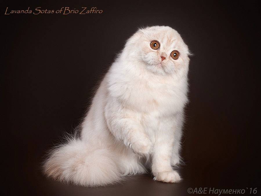 Хайленд фолд (шотландская вислоухая длинношерстная): описание породы, фото кошки, стандарты, окрасы, характер, отзывы