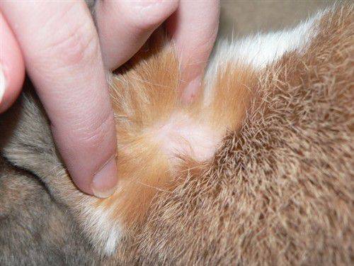 «меховой» клещ у кроликов и кошек (cheyletiella parasitovorax)