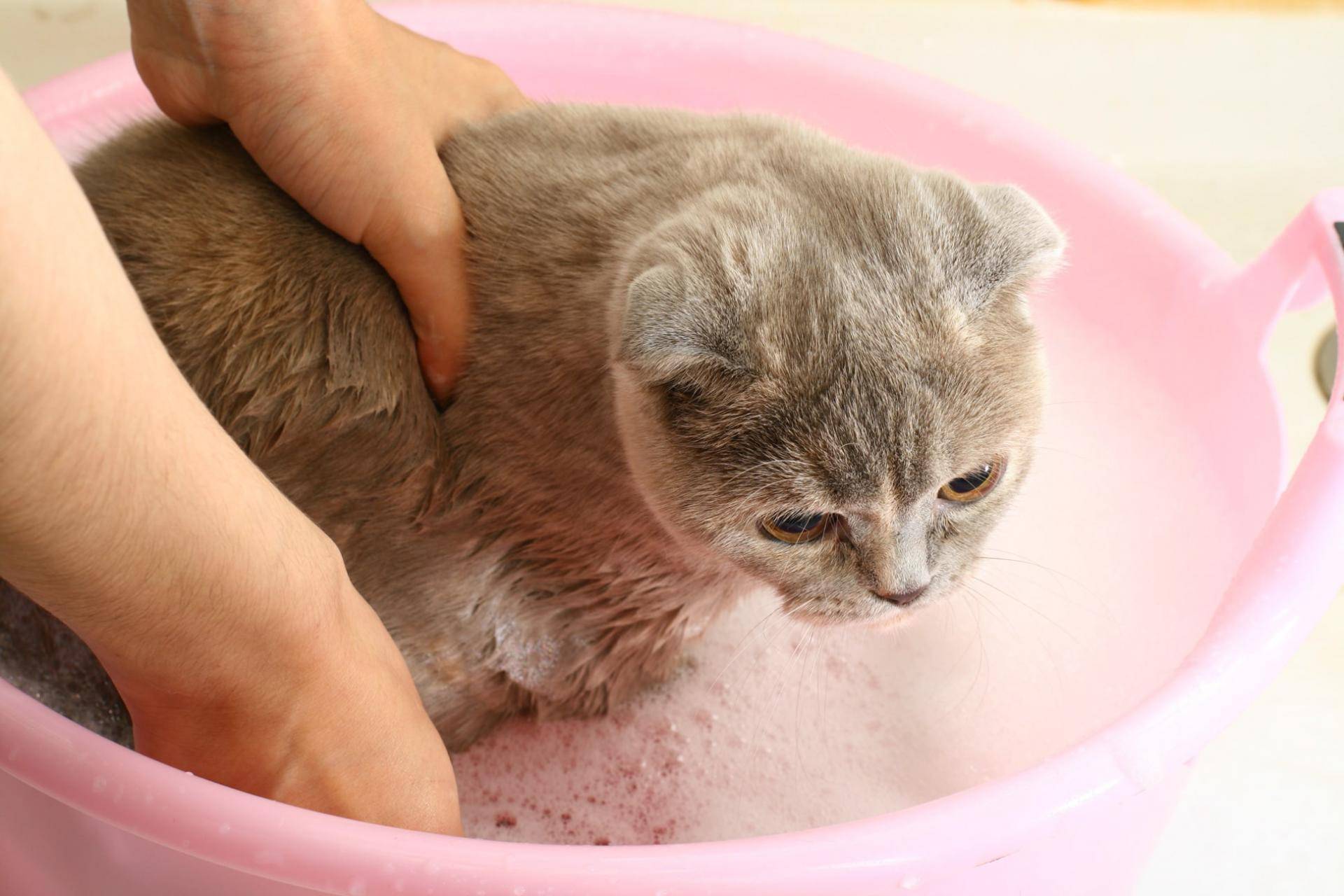 Что делать, чтобы кошка пила больше воды