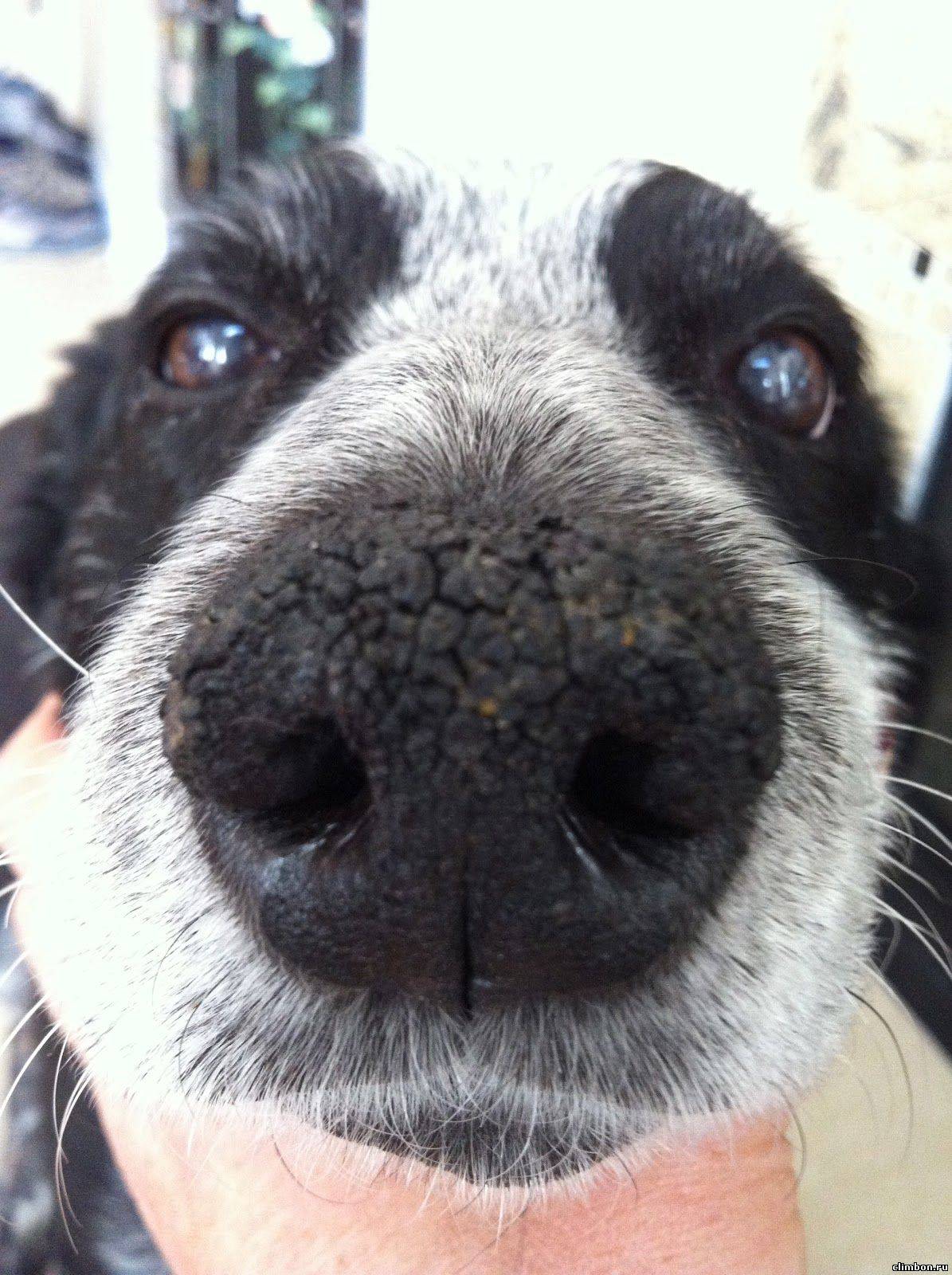 Теплый и сухой нос у собаки: причины и что делать