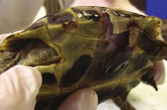 Почему у красноухой черепахи отслаивается панцирь